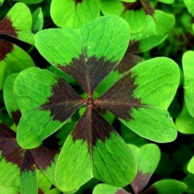 心灵战争中文破解版下载